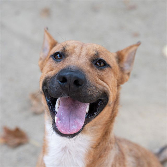 adoptable Dog in Sacramento, CA named BOY