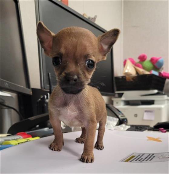 adoptable Dog in Sacramento, CA named LATTE