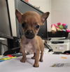 adoptable Dog in  named LATTE