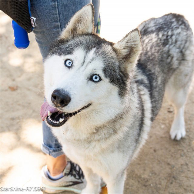 adoptable Dog in Sacramento, CA named STAR SHINE