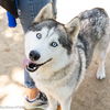 adoptable Dog in  named STAR SHINE
