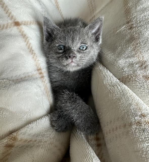 adoptable Cat in Sacramento, CA named PIOJITO