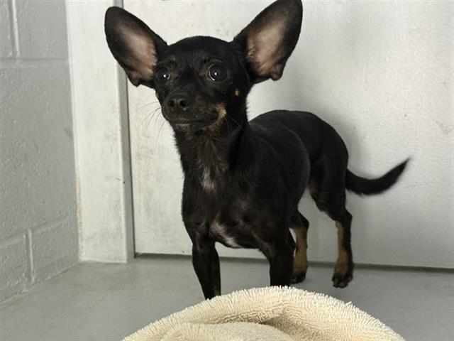 adoptable Dog in Sacramento, CA named MINT