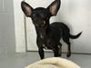 adoptable Dog in  named MINT