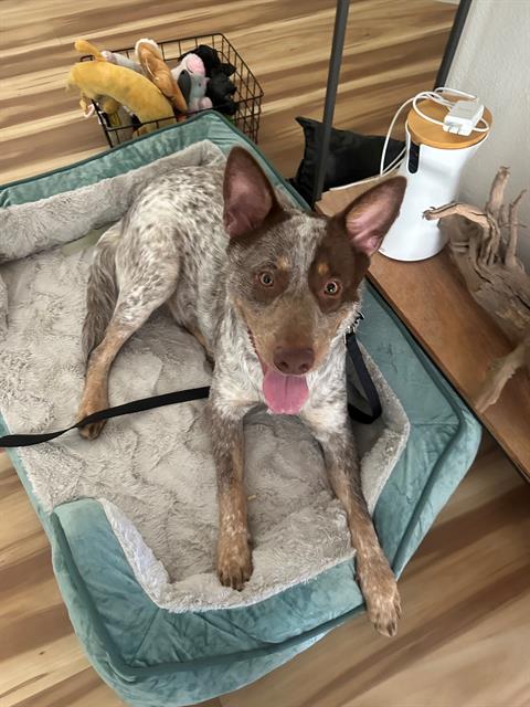 adoptable Dog in Sacramento, CA named WYLIE