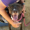 adoptable Dog in  named ROBIN