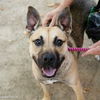 adoptable Dog in  named NINA