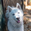 adoptable Dog in  named ZAMBONI