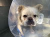 adoptable Dog in  named LEO