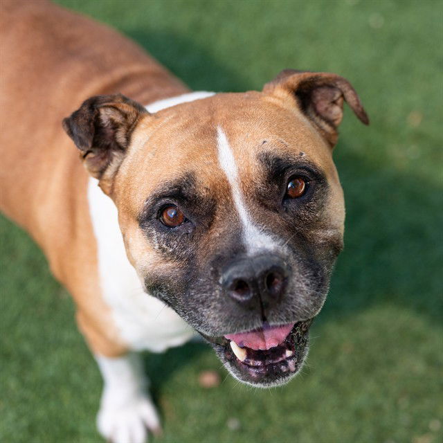 adoptable Dog in Sacramento, CA named SERGEANT SASSY
