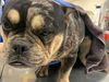 adoptable Dog in  named FIG