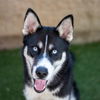 adoptable Dog in  named PEAR