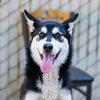 adoptable Dog in  named APPLE