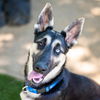 adoptable Dog in  named HONEY COMB