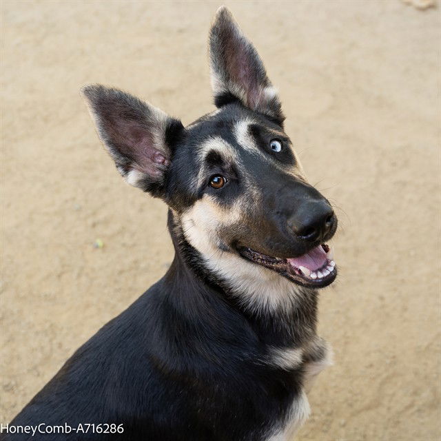 adoptable Dog in Sacramento, CA named HONEY COMB