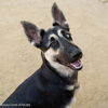 adoptable Dog in  named HONEY COMB