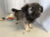 adoptable Dog in  named NARI