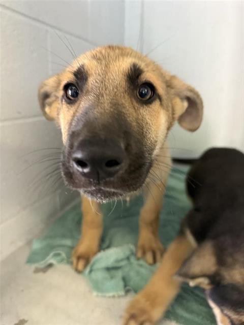 adoptable Dog in Sacramento, CA named A716566
