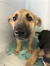 adoptable Dog in  named A716566