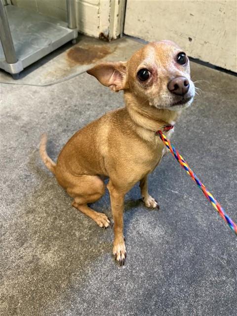 adoptable Dog in Sacramento, CA named CESAR