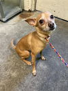 adoptable Dog in  named CESAR