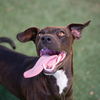 adoptable Dog in  named RANDAL