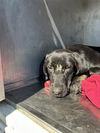 adoptable Dog in  named GHANDI
