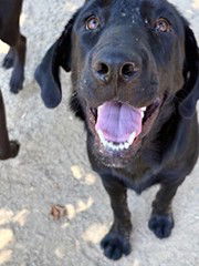 adoptable Dog in Sacramento, CA named GHANDI