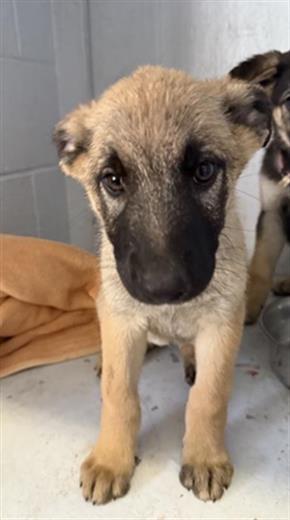 adoptable Dog in Sacramento, CA named A716578