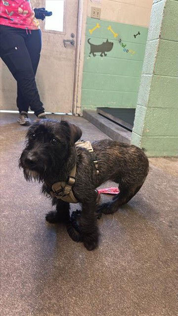 adoptable Dog in Sacramento, CA named KAYA