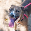 adoptable Dog in  named BUG