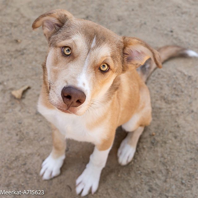 adoptable Dog in Sacramento, CA named MEERKAT