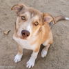 adoptable Dog in  named MEERKAT