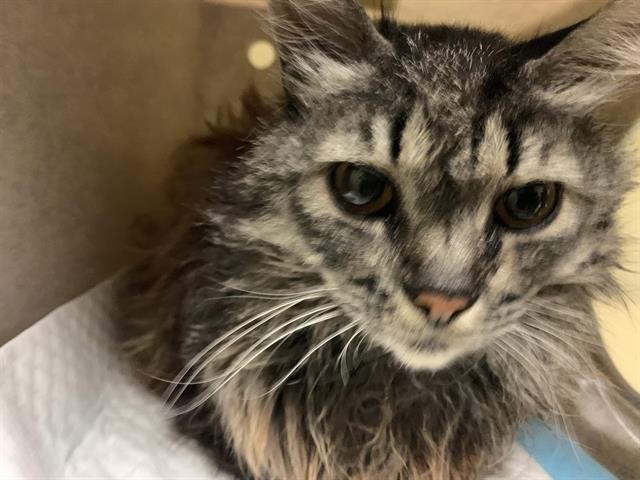 adoptable Cat in Sacramento, CA named MRS. NORRIS