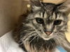 adoptable Cat in  named MRS. NORRIS