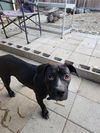 adoptable Dog in  named BELLA