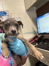 adoptable Dog in  named A716725