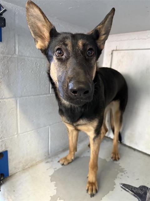 adoptable Dog in Sacramento, CA named THE BEE KEEPER