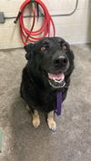 adoptable Dog in  named NADINE