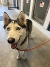 adoptable Dog in  named A716554