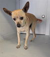 adoptable Dog in  named CHARLIE