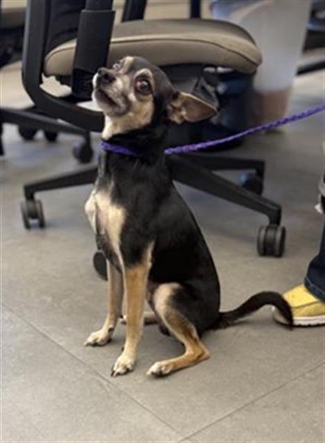 adoptable Dog in Sacramento, CA named PISTACHIO