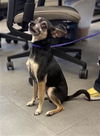 adoptable Dog in  named PISTACHIO