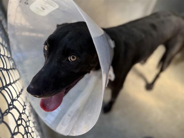 adoptable Dog in Sacramento, CA named COTIJA