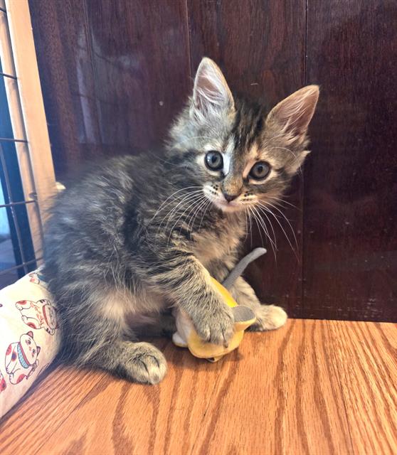 adoptable Cat in Sacramento, CA named CORIANDER