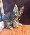 adoptable Cat in  named CORIANDER