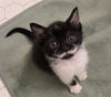 adoptable Cat in  named JOHN L SULLIVAN