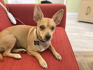 adoptable Dog in Sacramento, CA named LADY
