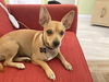 adoptable Dog in  named A716656