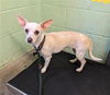 adoptable Dog in Sacramento, CA named JULIE